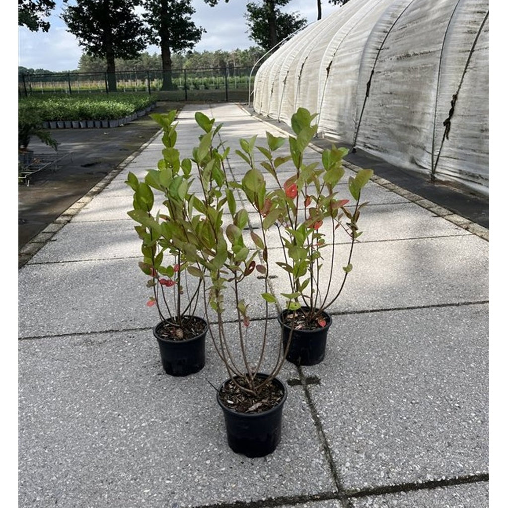 Svartaronia – Aronia melanocarpa - C2 40-60 CM